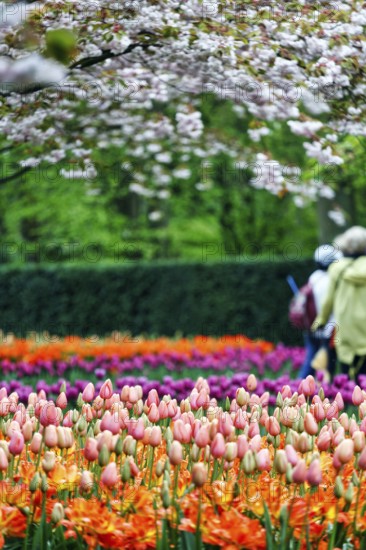 Different coloured tulips (Tulipa), colourful tulip bed, flowering fruit tree, Keukenhof gardens, Lisse, Bollenstreek, South Holland, Netherlands