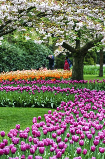 Different coloured tulips (Tulipa), colourful tulip beds, flowering fruit tree, Keukenhof gardens, Lisse, Bollenstreek, South Holland, Netherlands