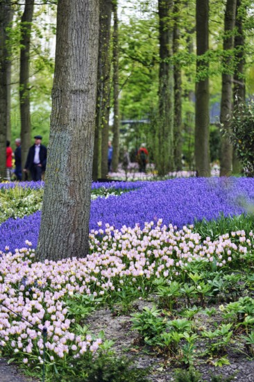 Pink tulips (Tulipa) and grape hyacinths (Muscari) in a flower bed, Keukenhof gardens, Lisse, Bollenstreek, South Holland, Netherlands