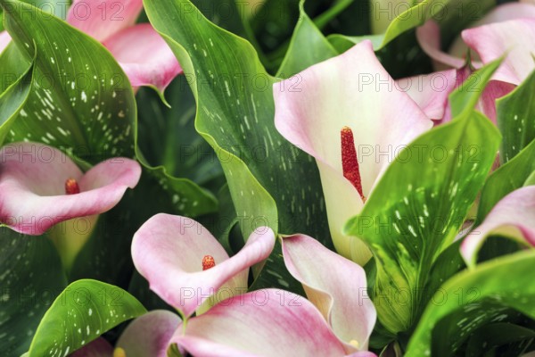 Calla, several flowers, close-up, Keukenhof gardens, Lisse, Bollenstreek, South Holland, Netherlands