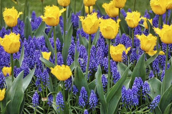 Yellow tulips (Tulipa) and grape hyacinths (Muscari) in a flower bed, Keukenhof gardens, Lisse, Bollenstreek, South Holland, Netherlands