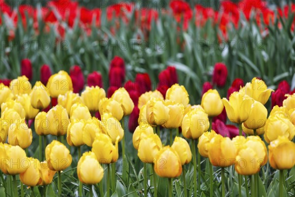 Yellow and red tulips (Tulipa), colourful tulip bed, Keukenhof gardens, Lisse, Bollenstreek, South Holland, Netherlands