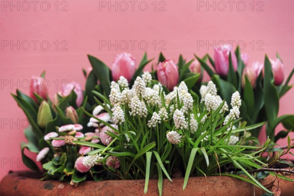 White grape hyacinths (muscari) and pink tulips (tulipa) in a flower pot, decoration, Keukenhof gardens, Lisse, Bollenstreek, South Holland, Netherlands