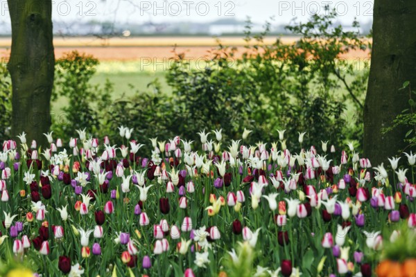 Different coloured tulips (Tulipa), colourful tulip bed with a view of the fields, Keukenhof gardens, Lisse, Bollenstreek, South Holland, Netherlands