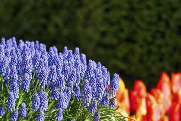 Grape hyacinths (Muscari), Keukenhof Gardens, Lisse, Bollenstreek, South Holland, Netherlands
