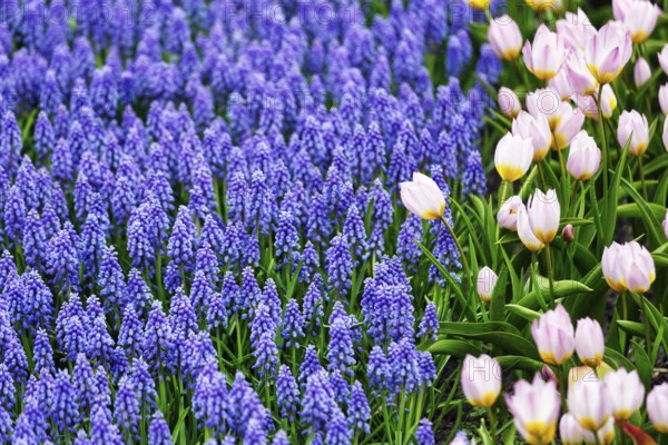 Pink tulips (Tulipa) and grape hyacinths (Muscari) in a flower bed, Keukenhof gardens, Lisse, Bollenstreek, South Holland, Netherlands