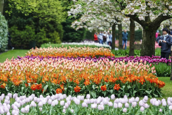 Different coloured tulips (Tulipa), colourful tulip beds, flowering fruit tree, Keukenhof gardens, Lisse, Bollenstreek, South Holland, Netherlands