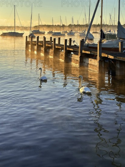 Evening mood, Two swans and sailing boats on Lake Starnberg, Bavaria, Germany