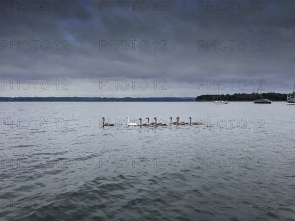 A group of swans swimming on Lake Starnberg, Bavaria, Germany