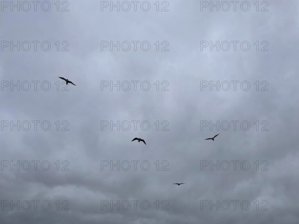 Four seagulls circling over Lake Starnberg, Bavaria, Germany