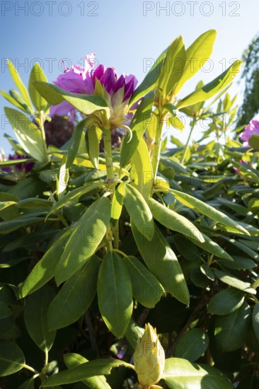 Rhododendron blossom, alpine rose, flower, plant, native garden, Germany