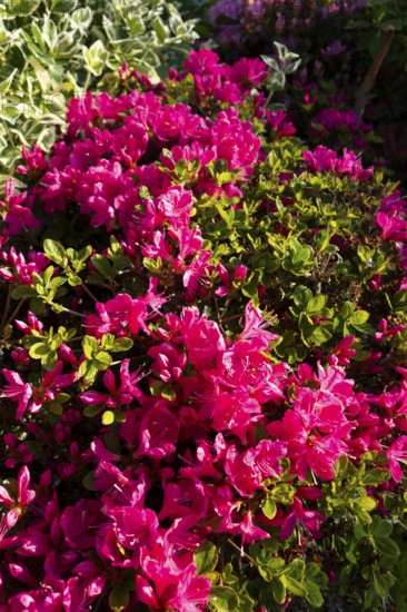 Azalea, flowers, plants, home garden, Germany