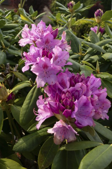 Rhododendron, variety English Roseum, flowers, plants, home garden, Germany