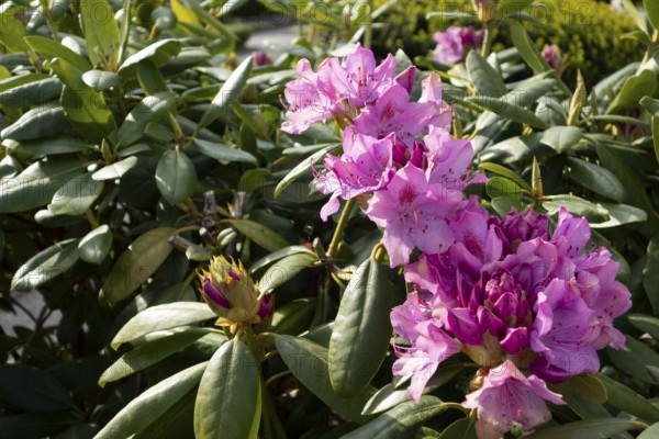 Rhododendron, variety English Roseum, flowers, plants, home garden, Germany