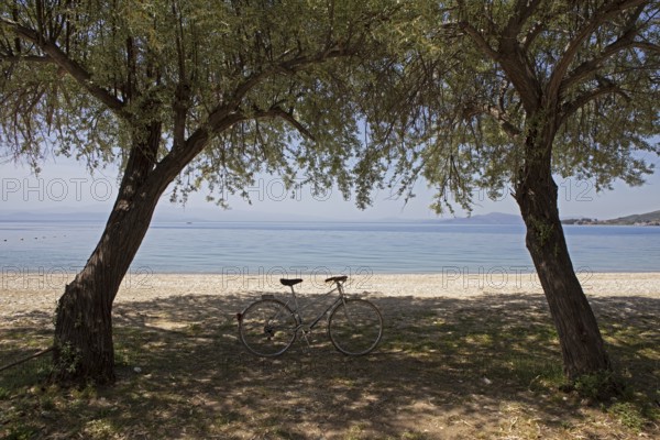 Bicycle under olive trees on the beach of Kala Nera on the Pagasitic Gulf, Pelion or Pelion Peninsula, Magnisia, Thessaly, Greece