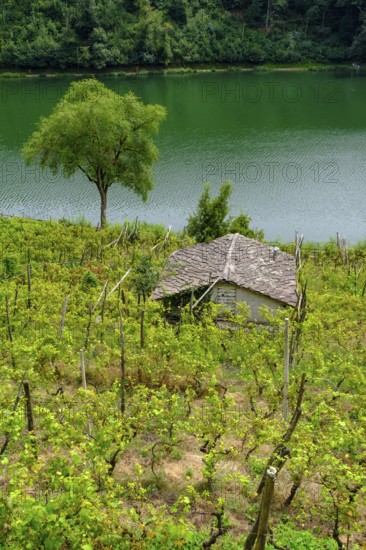 Vineyards at Lago di Canzolino, Alta Valsugana e Bersntol, Canzolino, Trentino, Italy