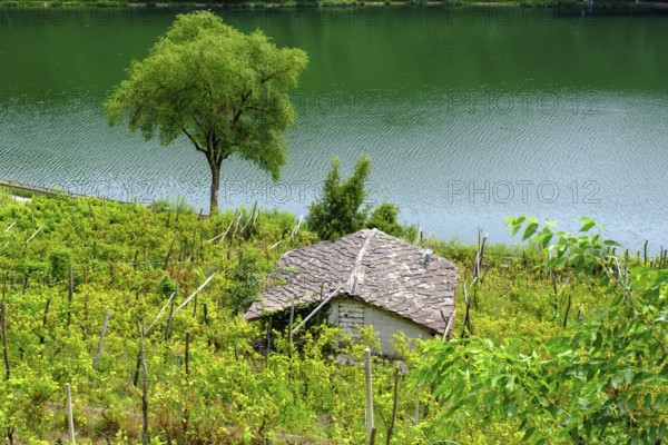 Vineyards at Lago di Canzolino, Alta Valsugana e Bersntol, Canzolino, Trentino, Italy