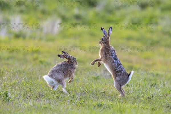 European hare (Lepus europaeus) Mating season Germany