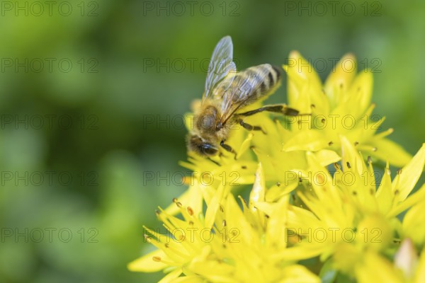 A bee (Apis) pollinating yellow flowers of pungent stonecrop (Sedum acre), Ternitz, Lower Austria, Austria
