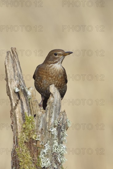 Blackbird (Turdus merula), female, sitting on an old tree stump in the forest, Wilnsdorf, North Rhine-Westphalia, Germany