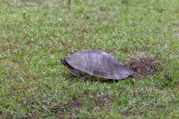 Turtle laying eggs in a grass lawn of a residential neighborhood in Gulfport, Mississippi
