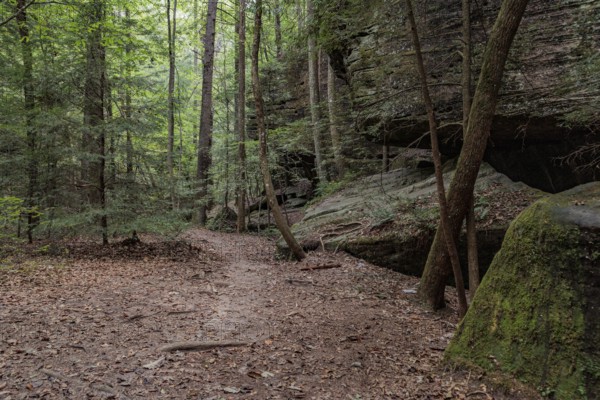 Trees growing between rock formations along a hiking trail through Dismals Canyon near Phil Campbell, Alabama, USA