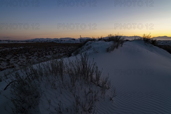 Desert grasses in flatter areas of the White Sands National Park in Alamogordo, New Mexico, USA