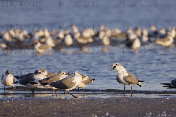 Seagulls wading at the waterline searching for food along the Mississippi Gulf Coast in evening light