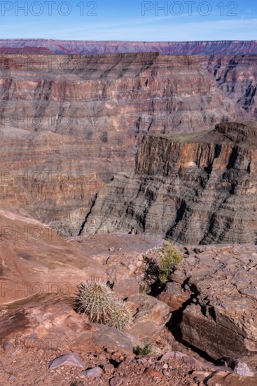 Barrel cactus growing between the rocks near the edge of the canyon at Guano Point in Grand Canyon West near Peach Springs, Arizona