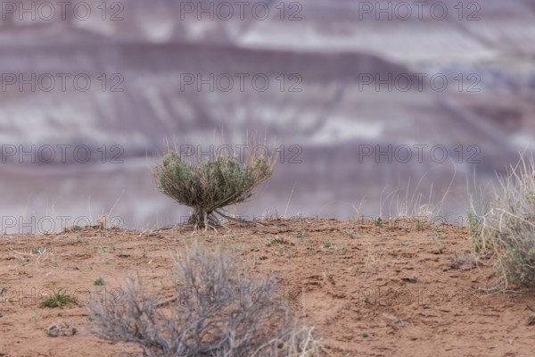 Sage brush with exposed root system hanging on to the dry earth at Little Painted Desert County Park near Winslow, Arizona