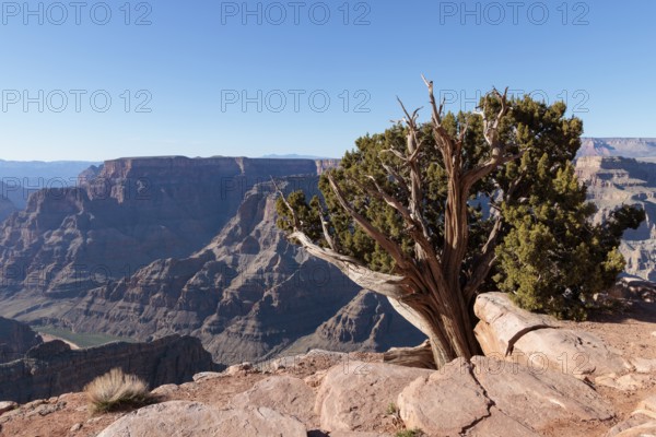 Tree growing from between the rocks along the rim of the canyon at Guano Point in Grand Canyon West near Peach Springs, Arizona