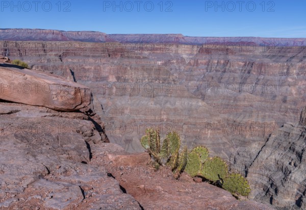 Prickly Pear cactus growing out of the rock at the edge of the canyon at Guano Point in Grand Canyon West near Peach Springs, Arizona
