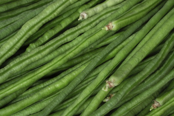 Close-up of green beans with a detailed view of their texture, showcasing their fresh and natural appearance, Gazipur, Bangladesh