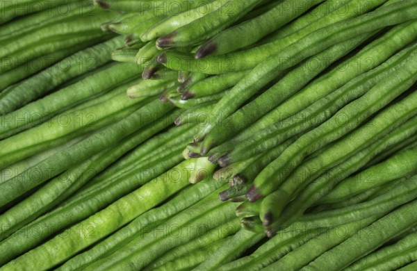 A pile of fresh green beans stacked closely, highlighting their vibrant green color and freshness, Gazipur, Bangladesh