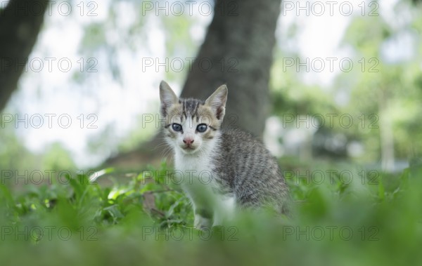 A young kitten sitting on green grass in a tranquil outdoor setting with blurred trees in the background, Gazipur, Bangladesh