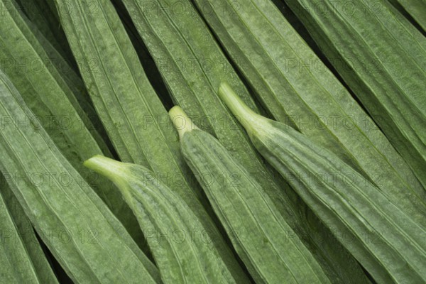 Close-up of ridged gourds with distinct texture and vibrant green color, emphasizing their freshness, Gazipur, Bangladesh