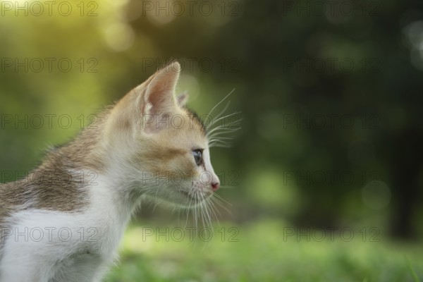 A close-up of a kitten with whiskers, Gazipur, Bangladesh