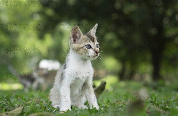 An alert kitten sitting on grass with lush green foliage in the background, Gazipur, Bangladesh