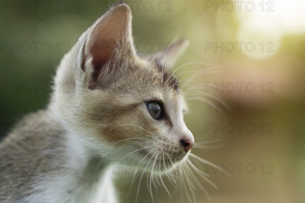 A close-up of a kitten with whiskers looking into the distance, Gazipur, Bangladesh