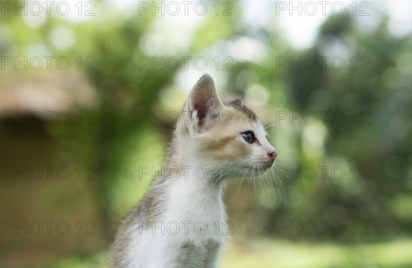 Profile view of a kitten against a softly blurred natural background, Gazipur, Bangladesh