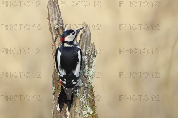 Great spotted woodpecker (Dendrocopos major), male, foraging on a tree stump overgrown with moss and lichen in the forest, Wilnsdorf, North Rhine-Westphalia, Germany
