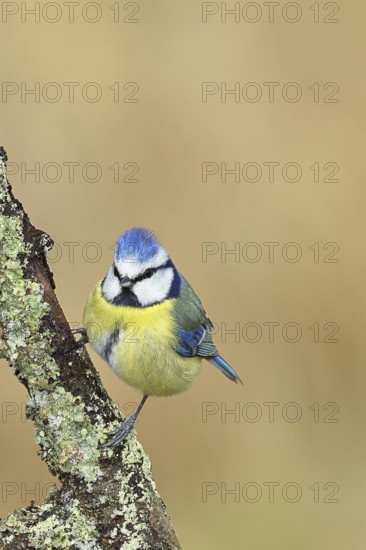 Blue tit (Parus caeruleus), sitting on a branch overgrown with lichen, Wilnsdorf, North Rhine-Westphalia, Germany