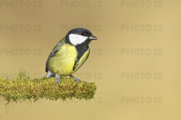Great tit (Parus major), sitting on moss-covered dead wood, Wilnsdorf, North Rhine-Westphalia, Germany