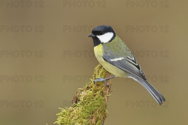 Great tit (Parus major) sitting on moss-covered dead wood, side view, Wilnsdorf, North Rhine-Westphalia, Germany