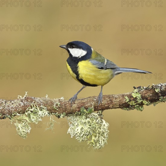 Great tit (Parus major) sitting on a branch overgrown with reindeer lichen (Cladonia rangiferina), Wilnsdorf, North Rhine-Westphalia, Germany