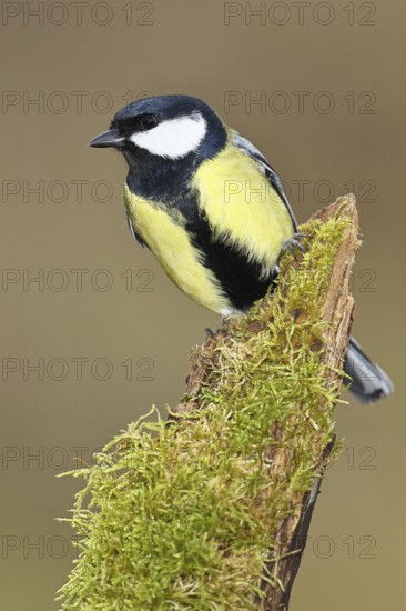 Great tit (Parus major) sitting on moss-covered dead wood, frontal view, Wilnsdorf, North Rhine-Westphalia, Germany