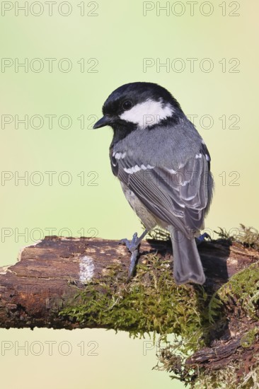 Fir tit (Parus ater), sitting on an old rotten branch covered with moss, back view, Wilnsdorf, North Rhine-Westphalia, Germany