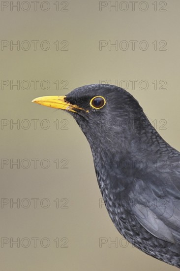 Blackbird (Turdus merula), male, animal portrait, Wilnsdorf, North Rhine-Westphalia, Germany