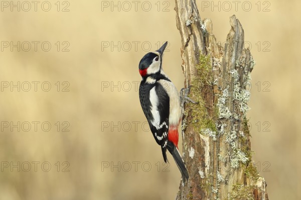 Great spotted woodpecker (Dendrocopos major), male foraging on a tree stump overgrown with moss and lichen in the forest, Wilnsdorf, North Rhine-Westphalia, Germany