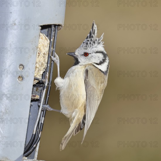 Crested Tit (Lophophanes Scalloped ribbonfish), feeding on fat balls in the garden, Wilnsdorf, North Rhine-Westphalia, Germany